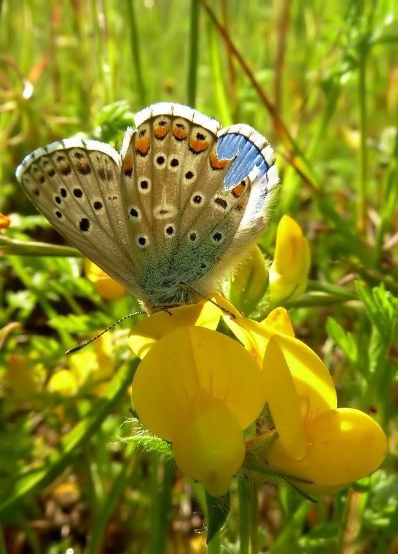 ....Quegli strani bellargus